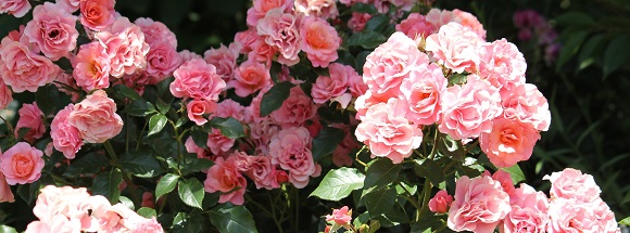 「横浜イングリッシュガーデン」のピンクのバラ