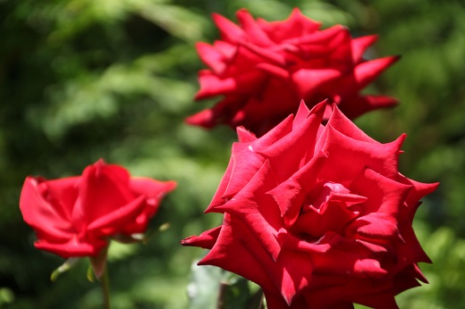 オーソドックスな赤いバラ