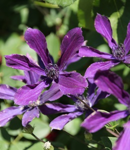 紫の細いクレマチス