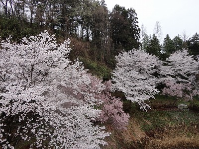 山桜（H27,4 )