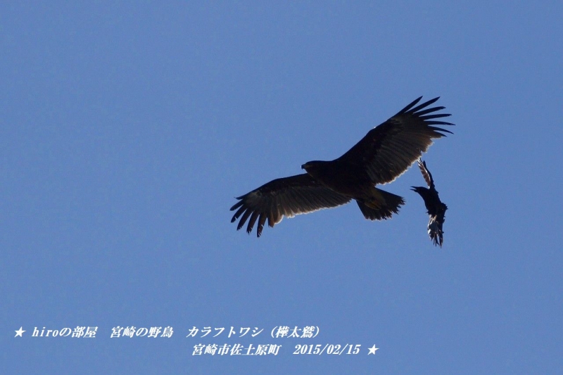 hiroの部屋　宮崎の野鳥　カラフトワシ（樺太鷲）　宮崎市佐土原町　20150215