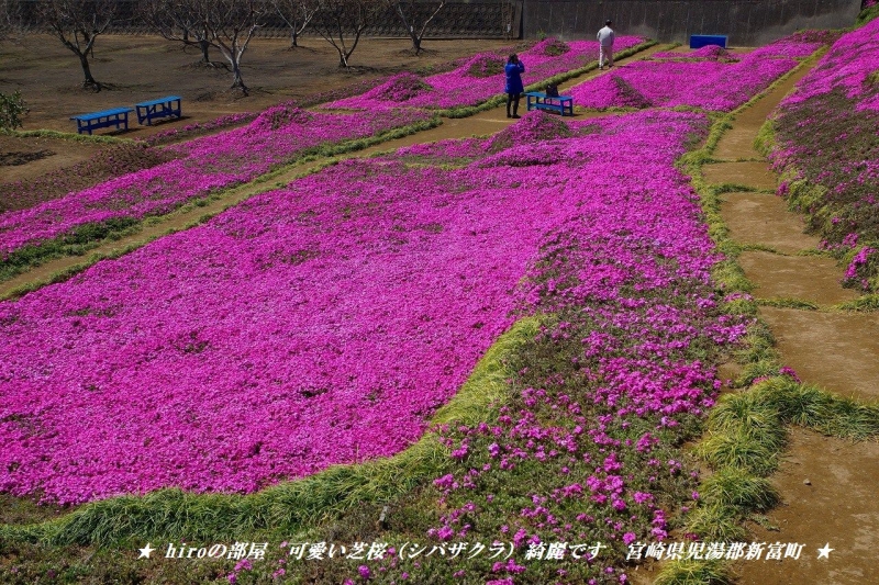 hiroの部屋　可愛い芝桜（シバザクラ）綺麗です　宮崎県児湯郡新富町