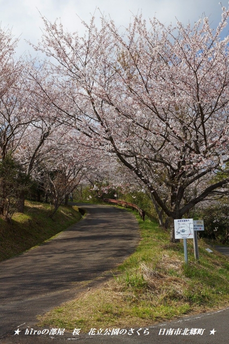hiroの部屋　桜　花立公園のさくら　日南市北郷町