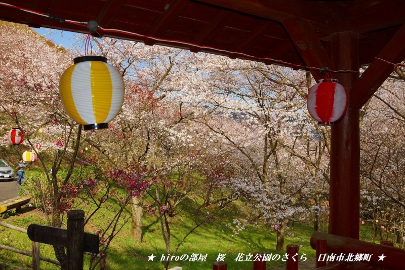 hiroの部屋　桜　花立公園のさくら　日南市北郷町