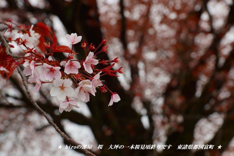 hiroの部屋　桜　大坪の一本桜見頃終りです　東諸県郡国富町