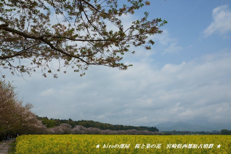hiroの部屋　桜と菜の花　宮崎県西都原古墳群