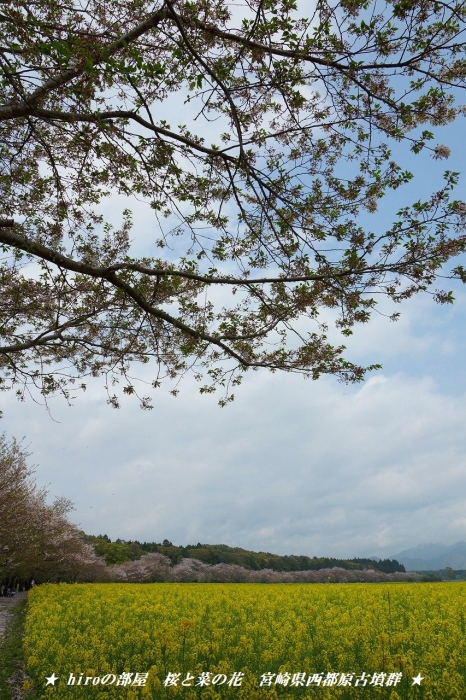 hiroの部屋　桜と菜の花　宮崎県西都原古墳群