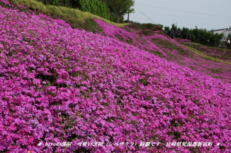 hiroの部屋　可愛い芝桜（シバザクラ）綺麗です　宮崎県児湯郡新富町