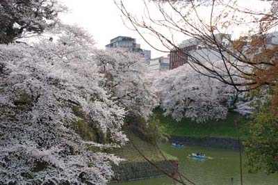 SakuraChidorigafuchi.jpg