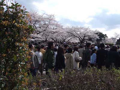 SakuraChidorigafuchi5.jpg