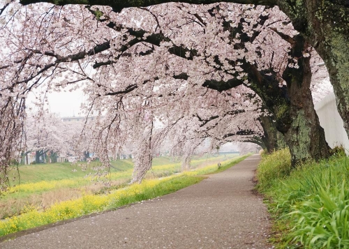 佐奈川堤の桜