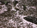 桜の敷物