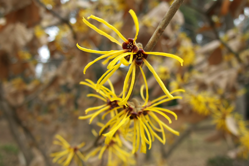 黄色い木の花