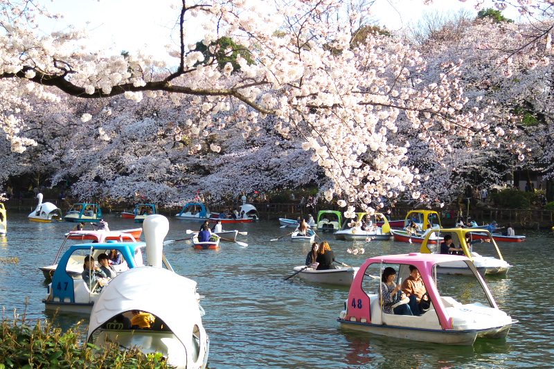 ボート池の桜