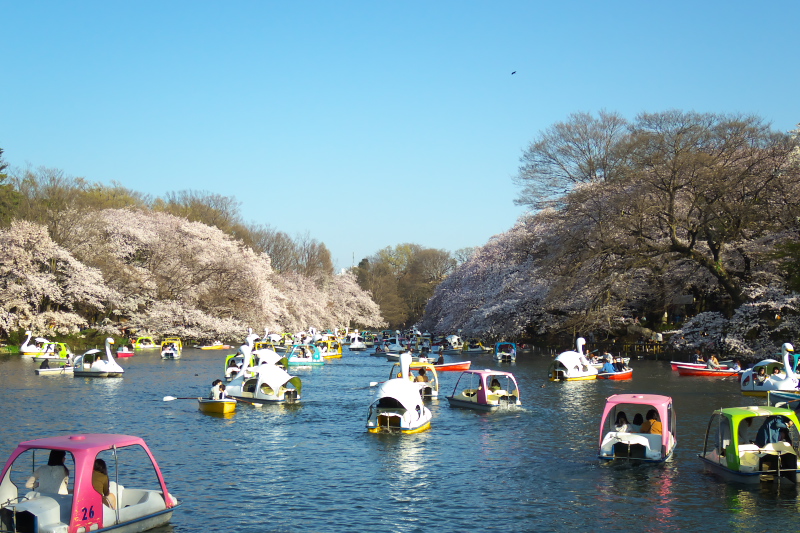 ボート池の桜３