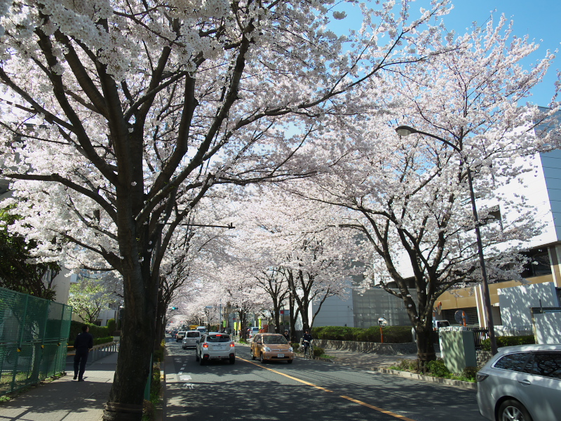 三鷹警察署前の桜