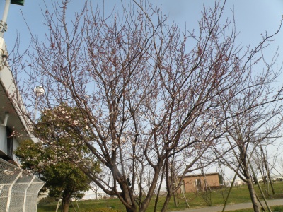 P3130103ベニバスモモの木と風景_400