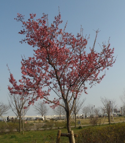 P3130113オカメ園芸品種の桜の風景_400
