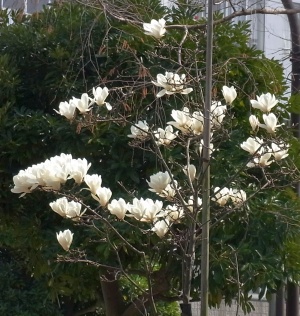 R0011353白い花のモクレン_300