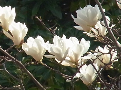 R0011354白い花のモクレン_400