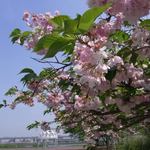 R0012151八重桜と桜の透かし屋根_500