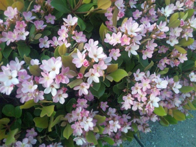 SBSH0468シャリンバイのピンクの花満開_400