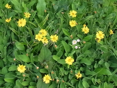 R0012428オオジシバリの黄色い花_400