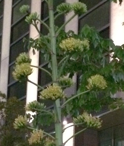 アオノリュウゼツランの花