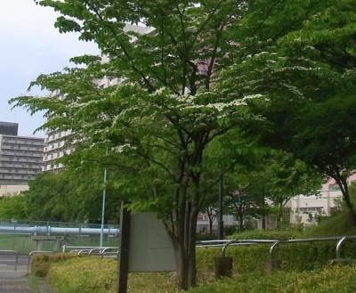 R0012675ヤマボウシの白い花の風景_400