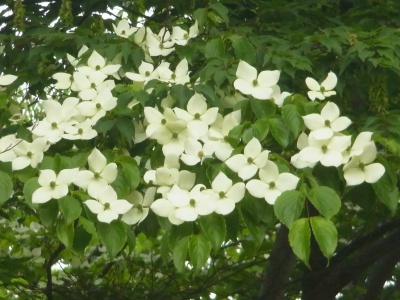 R0011964ヤマボウシの白い花_400