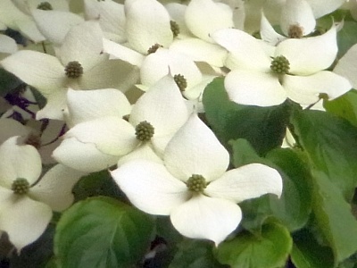 R0011965ヤマボウシの白い花Zoom_400