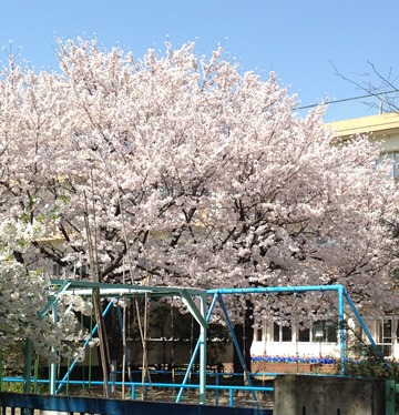 2015-3-31桜2