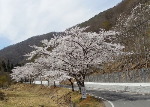 河童橋の桜