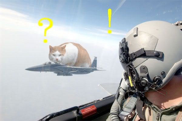ジェット機で飛行する猫