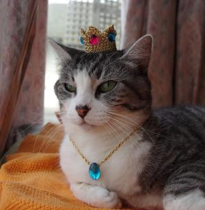 宝石で着飾った猫王