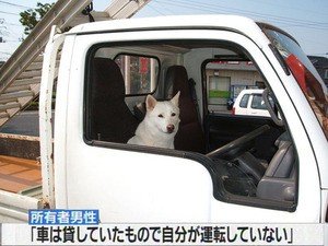 犬が運転した車