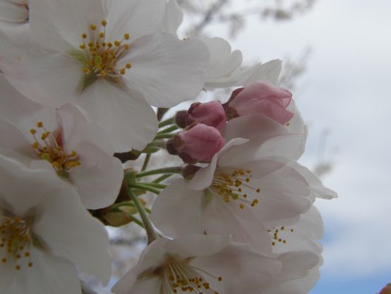 桜ｉｍａｇｅ