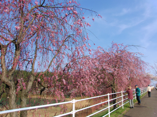 桜１１